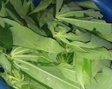 Foto langkah ke 1 dari resep Gulai daun singkong dan combrang.