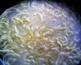 Basic Plain Pasta recipe step 8 photo