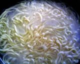 A picture of step 8 of Basic Plain Pasta.