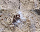 ઘઉં ના લોટ ની બિસ્કીટ (Wheat Flour Biscuit Recipe In Gujarati) રેસીપી સ્ટેપ2ફોટો