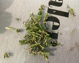 Une image de l'étape 4 de Ail frais aux aromates et huile d’olive.