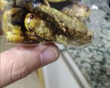Foto del paso 2 de la receta: Barquitas mini rellenas de chapulines o saltamontes