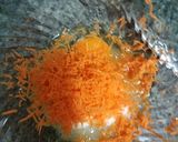 Foto del paso 2 de la receta: Muffins zanahoria rallada y vainilla