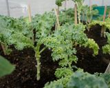 รูปขั้นตอนการทำที่ 1 ของ น้ำผักเคล kale (คลีน)
