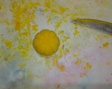 Foto del paso 18 de la receta: Pastel de calabaza sobre cama de cacao y nuez