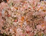 Foto del paso 2 de la receta: Lasaña de carne y verduras (sin bechamel)