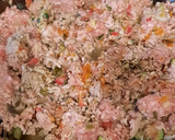 Foto del paso 2 de la receta: Lasaña de carne y verduras (sin bechamel)