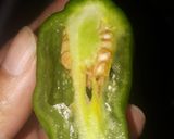 Foto langkah ke 2 dari resep Aseu Cabe Ijo (Khas Sunda).