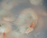 Foto langkah ke 5 dari resep Tumis Udang dan Sayuran.