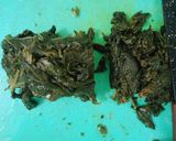 Foto langkah ke 2 dari resep Gulai Daun Singkong.