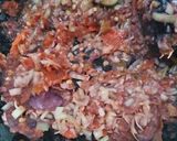 Foto langkah ke 3 dari resep SAMBAL HONJE/KECOMBRANG.
