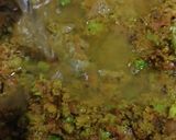 A picture of step 10 of Winter Special Peas Nimona Gravy.