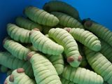 Caterpillar Cookies