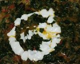 Foto langkah ke 7 dari resep Bobor bayung (lembayung).