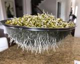 Sprouts recipe step 2 photo