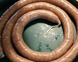A picture of step 8 of Texas Hot Links.