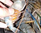 Foto langkah ke 1 dari resep Pindang udang palembang.