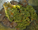 Foto del paso 1 de la receta: Paté de atún