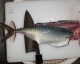A picture of step 7 of How to fillet a fish (3-layer filleting) - For Mackerel.