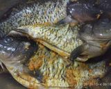 Foto langkah ke 2 dari resep Ikan Mas Bakar Teflon.