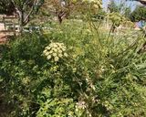 Foto del paso 1 de la receta: Tortilla de perejil y parmesano