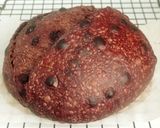 Foto langkah ke 24 dari resep Brownie Sourdough Bread (Open Bake Method).