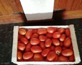 Foto del paso 1 de la receta: Puré de tomates hecho en casa