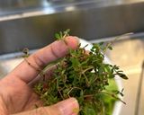 Hình bước làm 1 của món Canh Chua Chả Cá Hố, Rau Sam, Bông Giờ