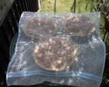 A picture of step 7 of Low Sodium Pickled Plums- How to Dry Kanto pickled Plums (White Pickled Plums).