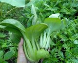 Foto langkah ke 1 dari resep Pokcoy Saus Tiram Simpel Sehat dan Sedap.