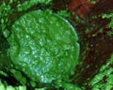 धनिया की चटनी(hare dhaniya ki chutney recipe in hindi) रेसिपी चरण 2 फोटो