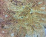 A picture of step 6 of Crisp! Light! Juicy! Supreme Gyoza Pot Stickers.