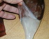 A picture of step 3 of How to Skin a Japanese Squid.