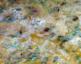A picture of step 4 of Panch Dhanya Dhapate with Peanut chutney.