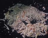 Foto langkah ke 3 dari resep Cah Sayur Udang.