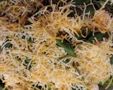 A picture of step 6 of Spinach Casserole (no measurements needed).