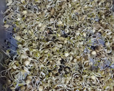 Foto del paso 3 de la receta: Brotes de lentejas 🌱 (3 opciones) 😉 😁