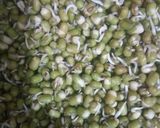 A picture of step 3 of Butterfly sprouts dhokla cooked in mug.