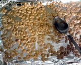 A picture of step 7 of Sweet Toasted Acorn ( Winter ) Squash Seeds.