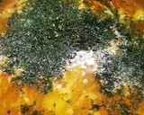 Lengyel uborka leves"Polnische Gurken Suppe" recept fázis 3 fotója