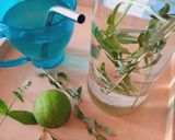 Foto del paso 1 de la receta: Agua fresca con menta, burrito y cedrón 🌿