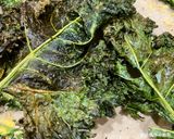 A picture of step 6 of Crispy Kale Chips.