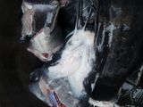 Cat fish pepper soup