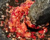 Foto langkah ke 1 dari resep Bakwan Sayur Pedas (1215).