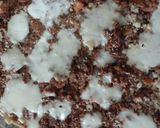 Foto del paso 8 de la receta: Canelones de verdura y carne picada