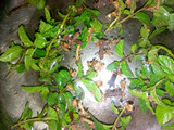Mint Tea