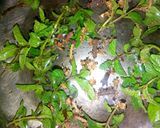 A picture of step 2 of Mint Tea.