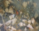 Foto del paso 6 de la receta: Guiso de porotos negros con pulpa de cerdo