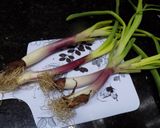 Foto del paso 10 de la receta: Sopa casera de verduras... Sopa cremosa