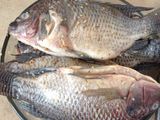Mojarra al ajo🐟